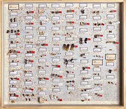 Drawer of ant specimens, including types