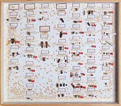 Drawer of ant specimens, including types